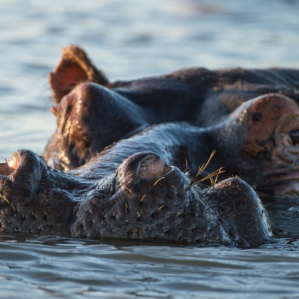 Highlights von Südafrika